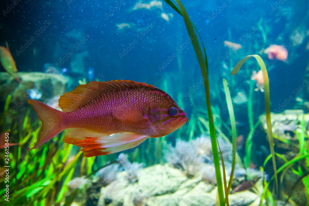 Naklejka premium Squirrel Fish . Wonderful and beautiful underwater world with corals and tropical fish.