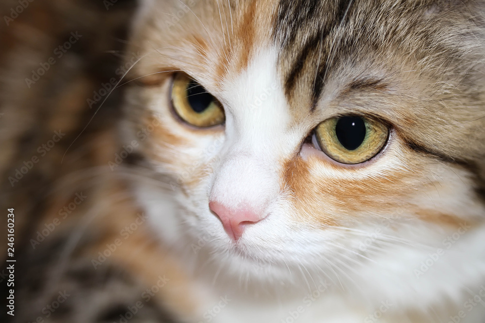 Three colours cat on brown background. Copy space. Free space. Background, texture. Close up Three colours cat on brown background. Copy space. Free space. Background, texture. Close up