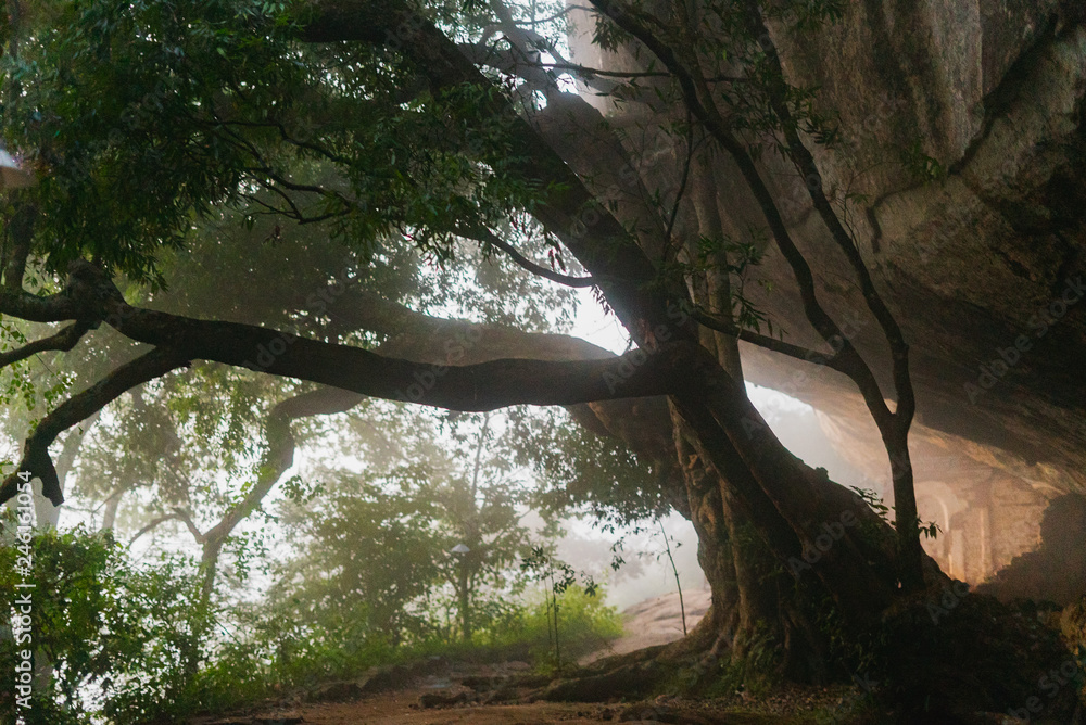 Fototapeta premium Ficus benjamina - tree with long branches fog morning