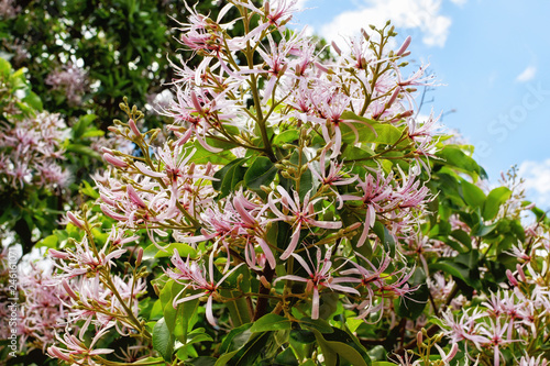 Cape Chestnut, Kirstenbosch Botanical Garden - Capetown photo