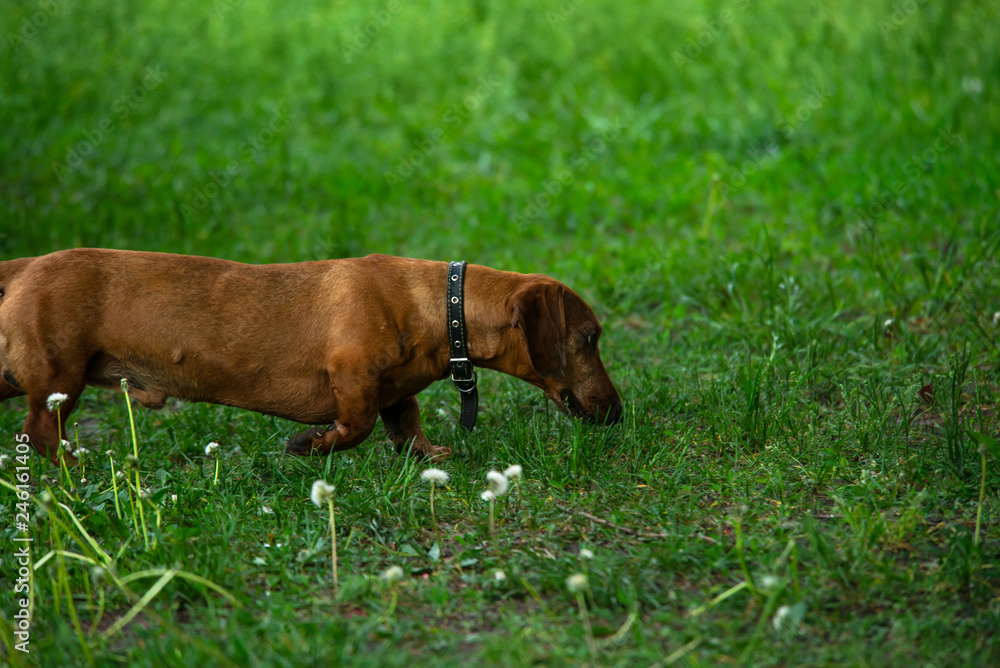 Rusty red Dachshund dog in green grass Rusty red Dachshund dog in green grass