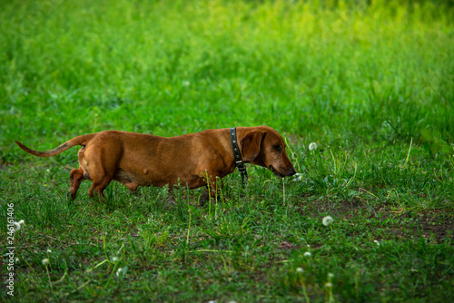 Rusty red Dachshund dog in green grass