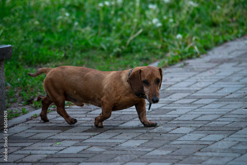 Rusty red Dachshund dog in green grass © Serhii