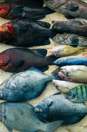 Overhead view of varieties of fish