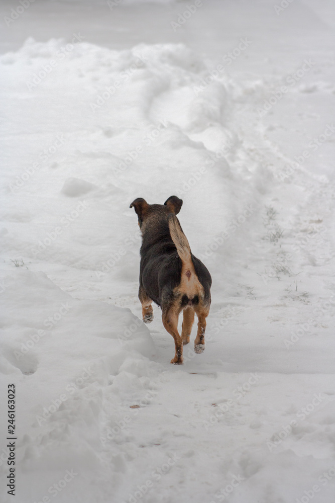 small dog standing back to the camera on snow in winter small dog standing back to the camera on snow in winter