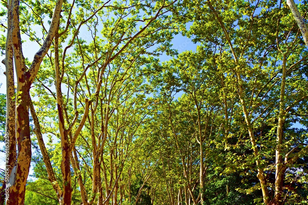 sfondo naturale di cime di alberi con foglie verdi nel parco del lago di Banyoles in Girona, Spagna. sfondo naturale di cime di alberi con foglie verdi nel parco del lago di Banyoles in Girona, Spagna.