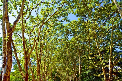 sfondo naturale di cime di alberi con foglie verdi  nel parco del lago di Banyoles in Girona  Spagna.