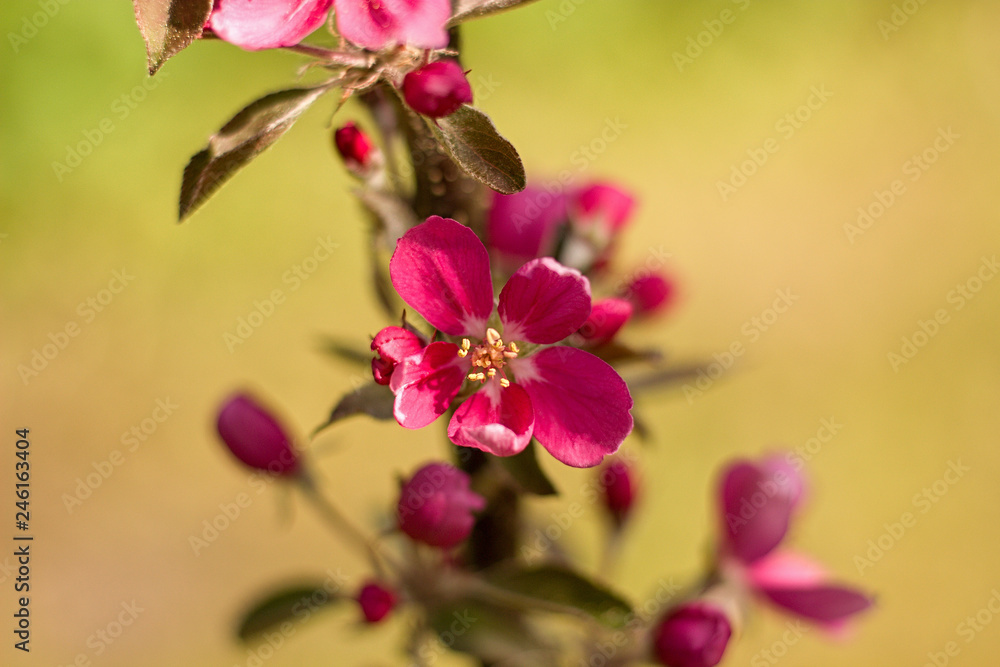 blooming apple tree in the garden blooming apple tree in the garden