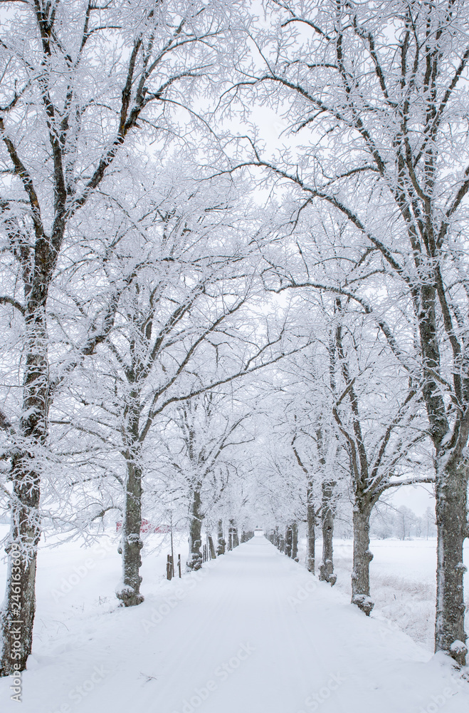 Tree forest covered by fresh snow and frost during winter christmas time