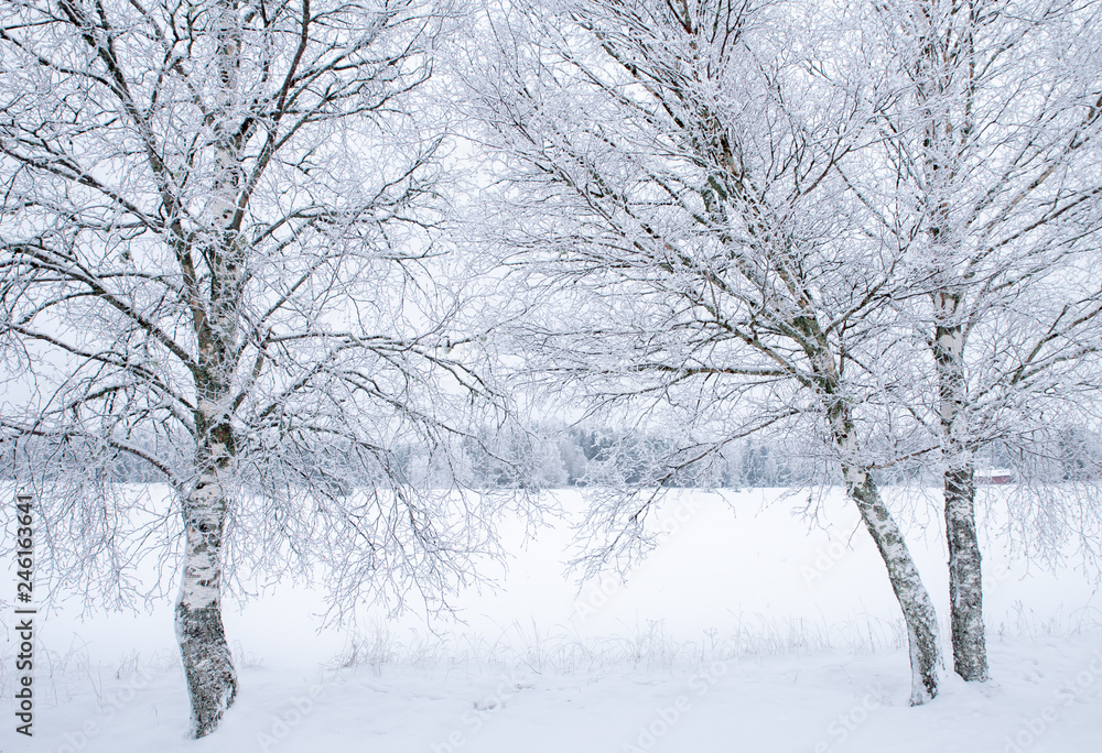 Tree forest covered by fresh snow and frost during winter christmas time Tree forest covered by fresh snow and frost during winter christmas time