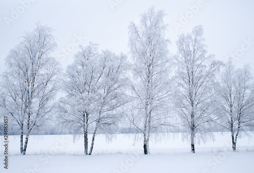 Tree forest covered by fresh snow and frost during winter christmas time