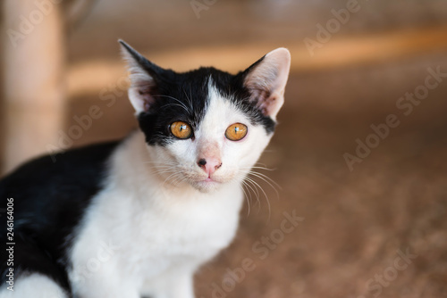 Black and white cat with yellow eyes looking at camera, cute pet at home