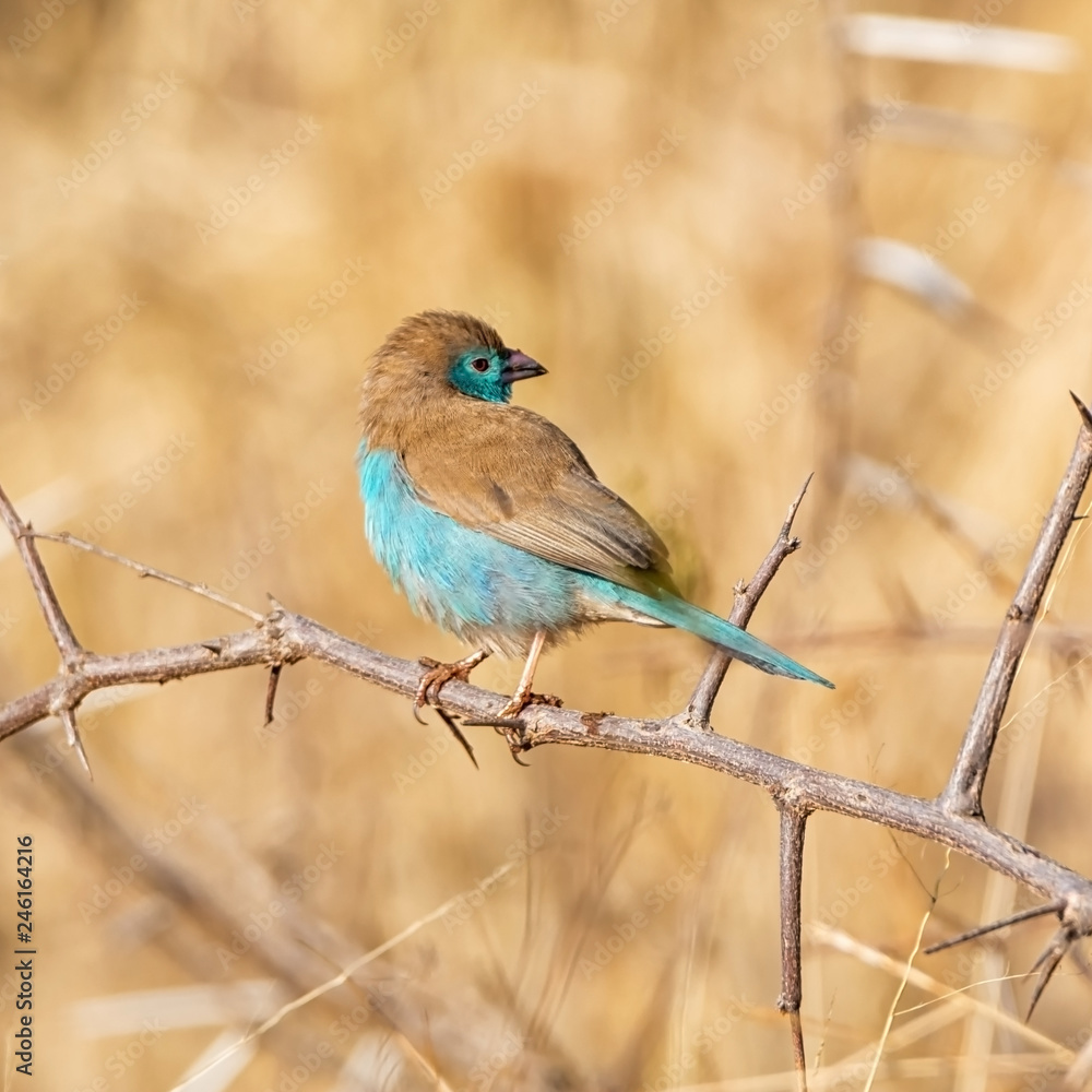 Blue Waxbill Blue Waxbill