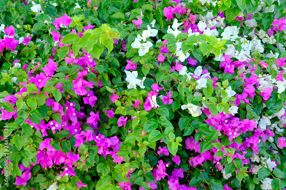 Fototapeta premium purple flowers in the garden