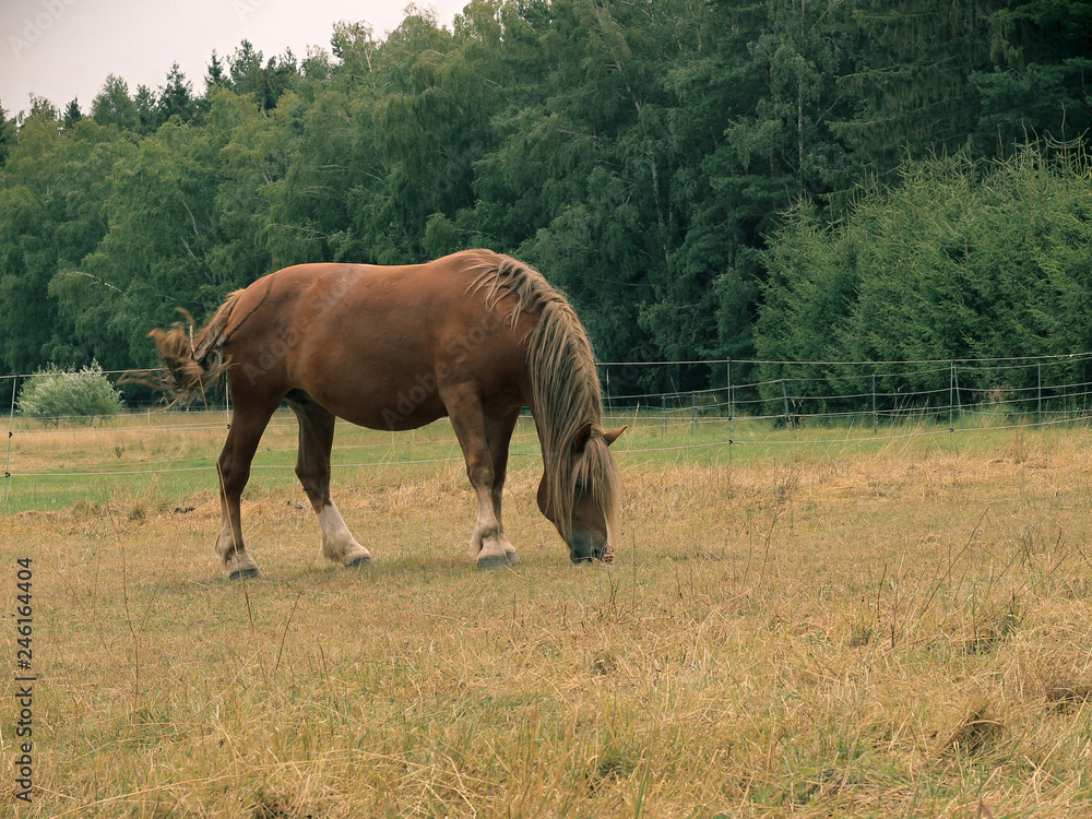 beautiful horse in the meadow beautiful horse in the meadow