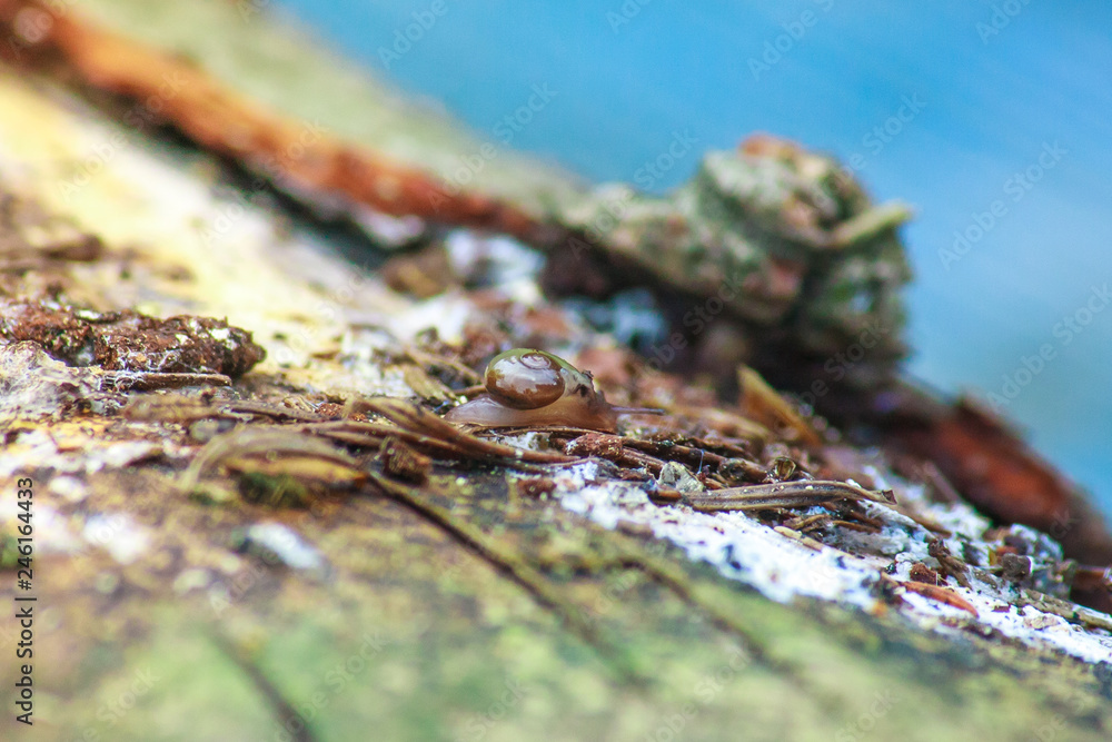 little snail crawling on a tree. macro shooting little snail crawling on a tree. macro shooting