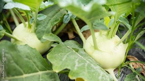 Photography Kohlrabi plant growing in organic vegetable garden ready for harvest