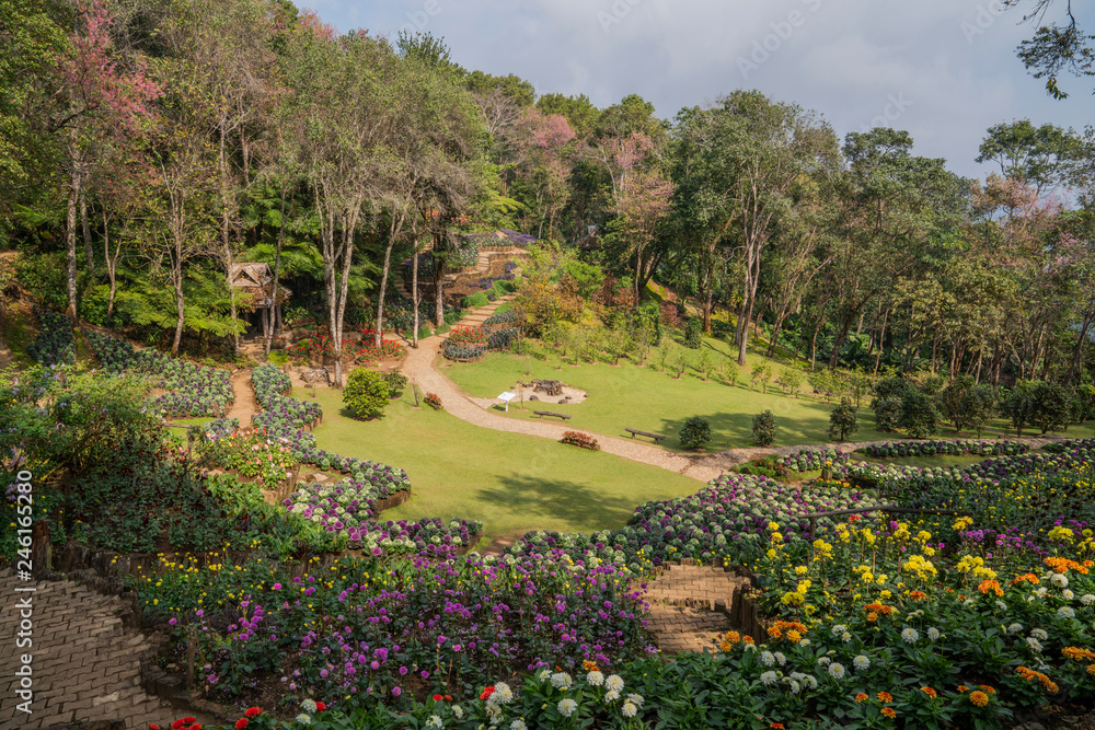 Mountain Pine Sakura forest green lawns flower beds garden landscape of Mae Fah Luang Arboretum, Thailand