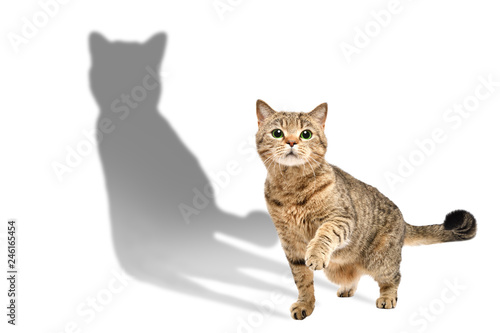 Fototapeta Naklejka Na Ścianę i Meble -  Charming curious cat Scottish Straight standing with raised paw isolated on white background with shadow
