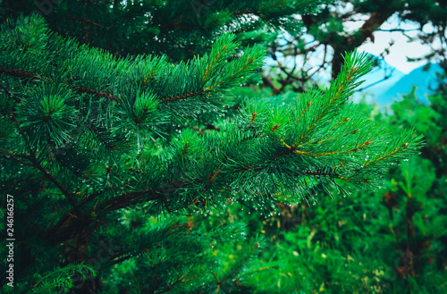 An alpine pine tree forest, branches with green needles closeup.