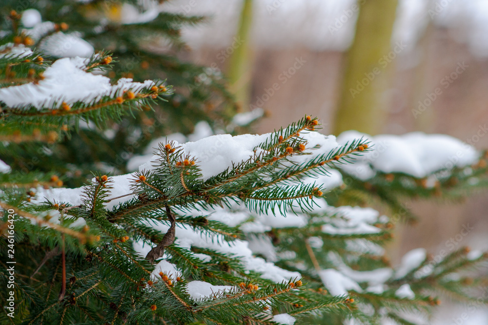 A branch of spruce covered with snow
