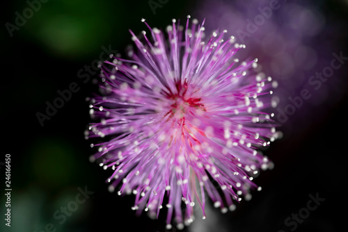 Macro shot of wild pink meadow flower round shape