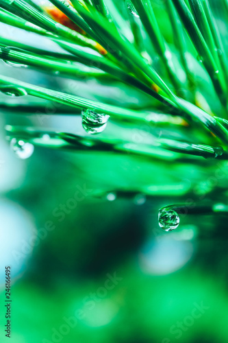 A bright evergreen pine tree green needles branches with rain drops. Fir-tree with dew, conifer, spruce close up, blurred background.