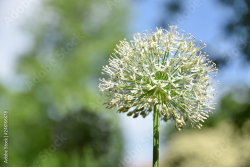 Zierlauch (weiss) - Allium