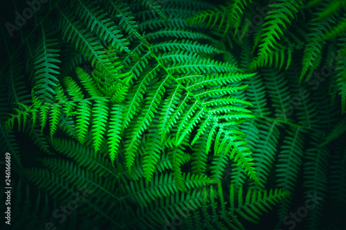 Beautiful colorful bright green fern leaves background. Exotic fern frond leaf texture in the forest close up, macro view.