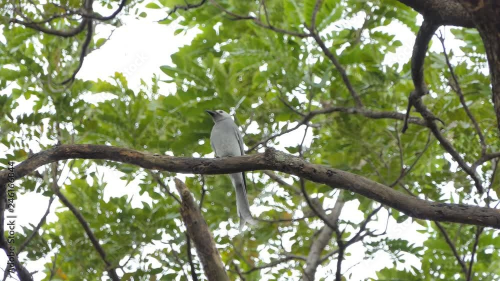 Ashy Drongo bird (Dicrurus leucophaeus) on branch in tropical rain forest. Ashy Drongo bird (Dicrurus leucophaeus) on branch in tropical rain forest.