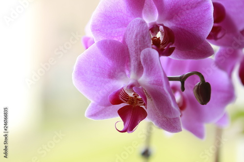 Nahaufnahme einer Orchidee Phalaenopsisbl  te