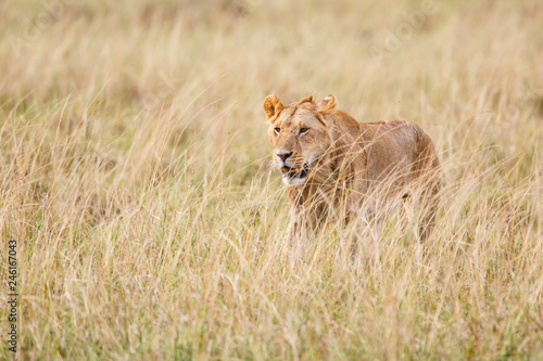 Young male lion hunting in the high dry grass on the savannah of the Masai Mara National Park in Kenya