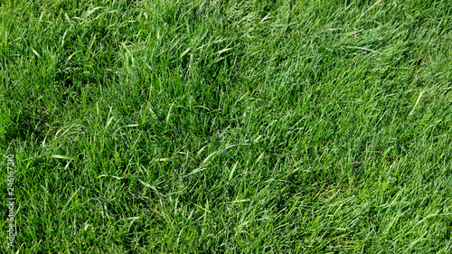 Green grass background, nice pleasent green grass