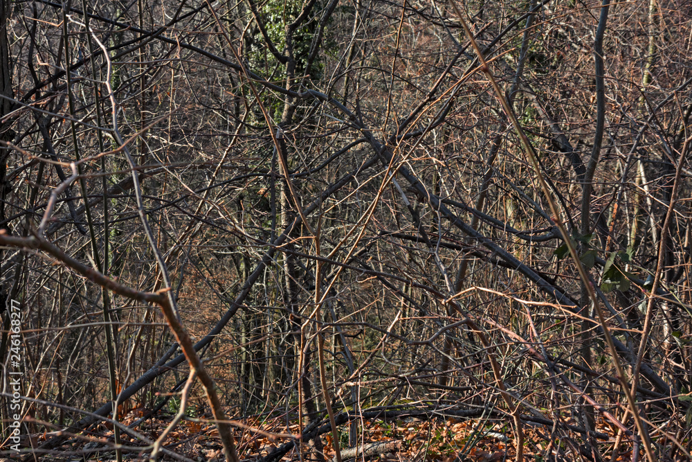Intricate of branches of the forest in the light of the sunset in winter. Intricate of branches of the forest in the light of the sunset in winter.