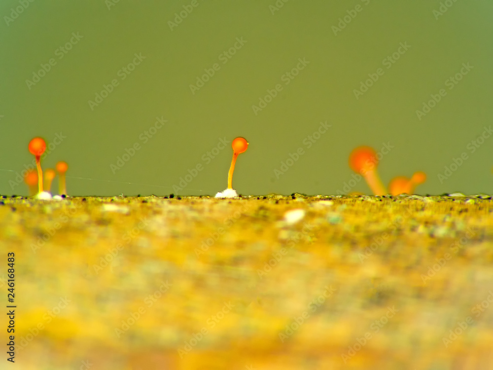 Mold in furniture .Beautiful mold. Mold spores, super macro. Mould light, yellow, transparent Mold in furniture .Beautiful mold. Mold spores, super macro. Mould light, yellow, transparent