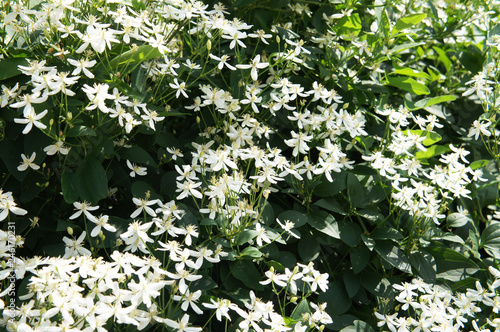 Clematis flammula fragrant virgin's bower liana plant with white flowers photo