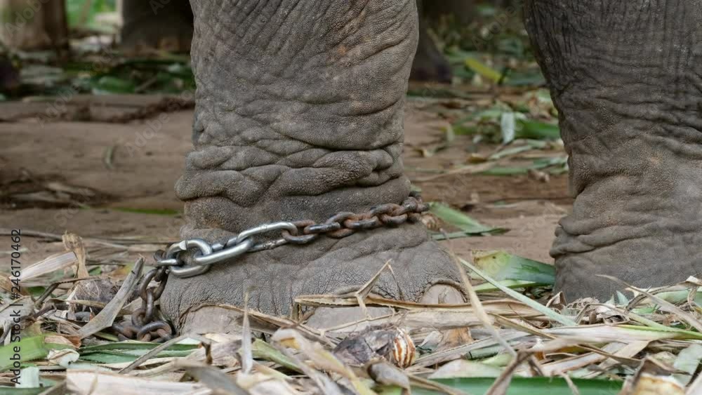 Close-up of an elephant leg in chains in elephant camp. Unethical ...