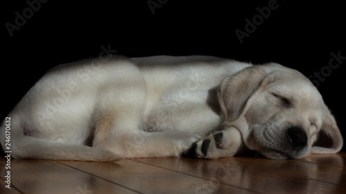Adorable 9-week old yellow labrador puppy sleeping peacefully on a hardwood floor. The sun filters in through a window onto the sweet puppy s face  body  and paws.