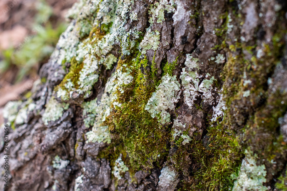 Lichen on textured tree bark background ~NATURE'S TEXTURES~ Lichen on textured tree bark background ~NATURE'S TEXTURES~