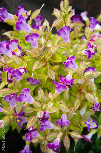 Torenia fournieri or bluewings or wishbone white and purple flowers vertical