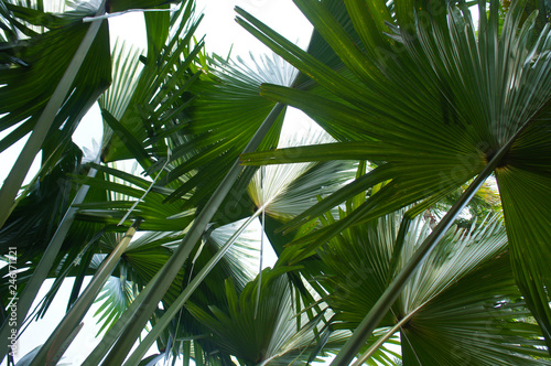 Fototapeta Naklejka Na Ścianę i Meble -  Livinstona chinensis or chinese fan palm or fountain palm leaves