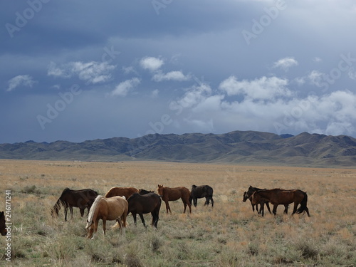 Весна степь всадник лошади © qtgkz