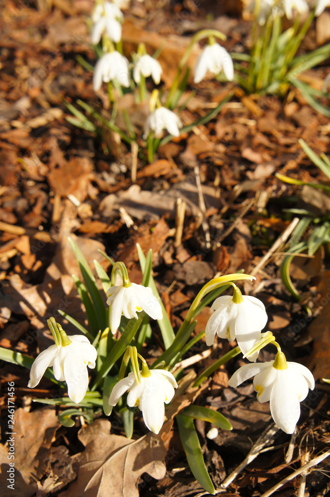 Leucojum vernum or spring snowflake white early flowers Leucojum vernum or spring snowflake white early flowers