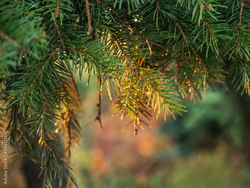 Green pine needles illuminated by sunlight, close up view. Autumn forest background. Blurred background. Colors of autumn wood. Selective soft focus