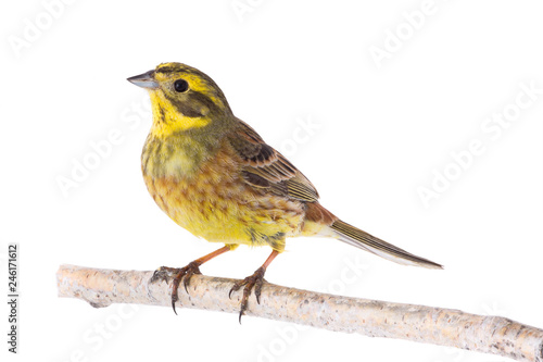 Yellowhammer (Emberiza citrinella)