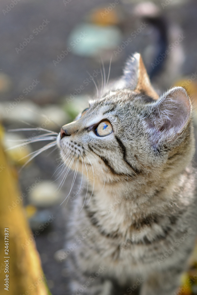 Cat walks in the woods, good weather, beautiful kitten, striped catches a mouse Cat walks in the woods, good weather, beautiful kitten, striped catches a mouse