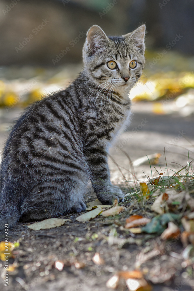Cat walks in the woods, good weather, beautiful kitten, striped catches a mouse