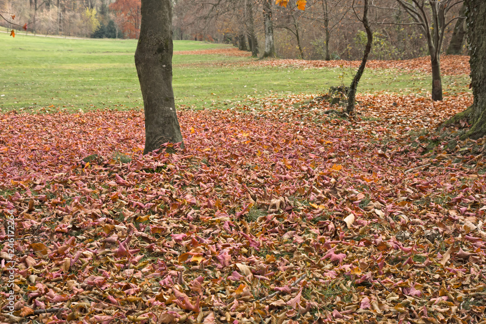 Close up of chestnut leaves fallen in a meadow Close up of chestnut leaves fallen in a meadow