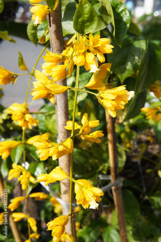 Petraeovitex bambusetorum or nong nooch vine yellow flowers photo