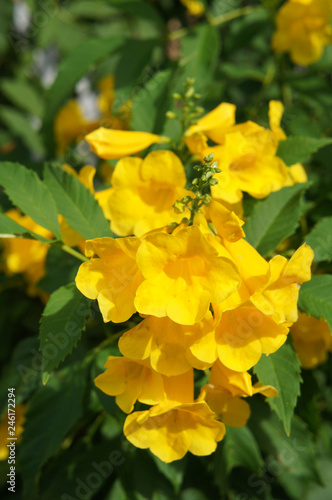 Tecoma stans yellow bells flowers with green foliage vertical